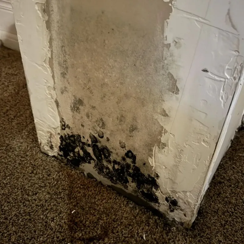 Professional Mold Removal in Cherry Valley, CA